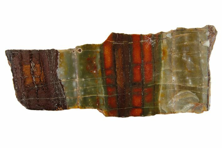 Stromatolite Slice - Pilbara, Australia ( Billion Years) #180151